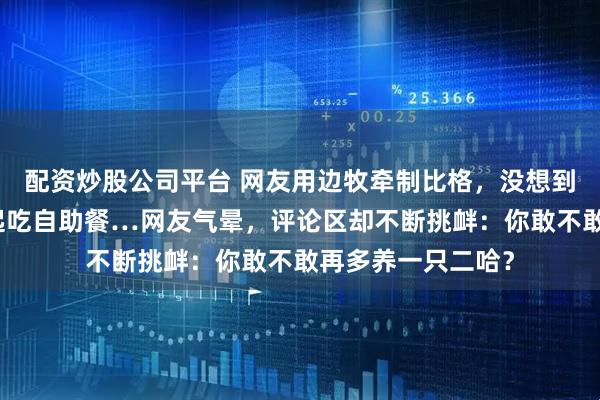 配资炒股公司平台 网友用边牧牵制比格,没想到带动拉布拉多一起吃自助餐…网友气晕,评论区却不断挑衅:你敢不敢再多养一只二哈?